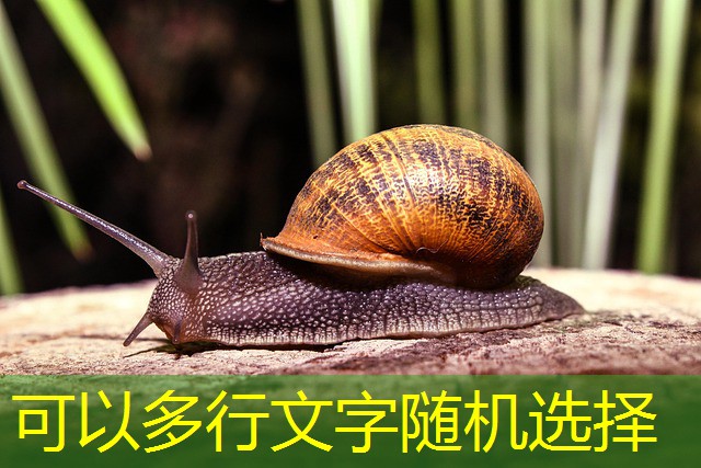 zeppelin jogo de cassino